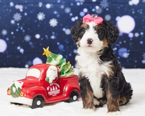 Lydia Mini Bernadoodle